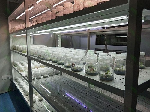 玛多植物组织培养实验室设计建设方案